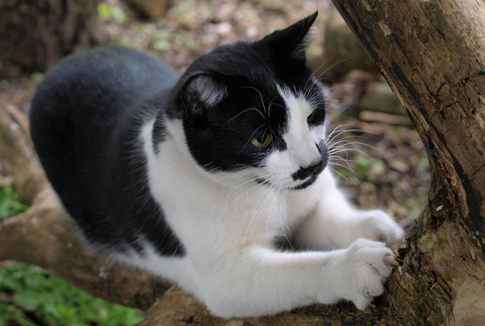 Olympus E-520 (EVOLT E-520) sample photo. Cat, animal, scratching photography