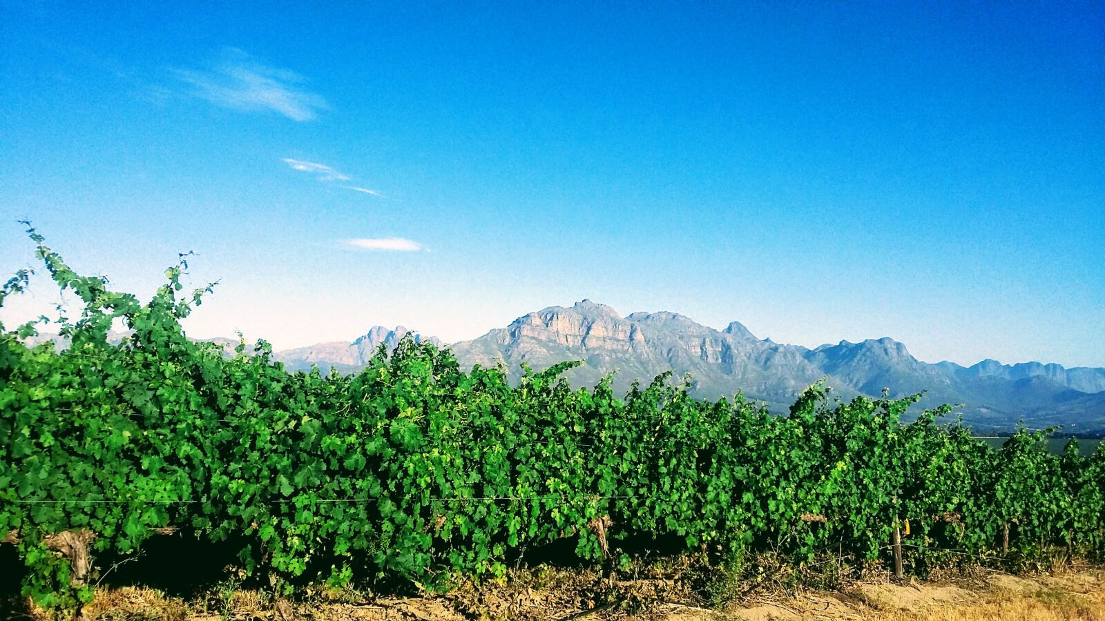 Samsung Galaxy A3 sample photo. Wine, farm, harvest photography