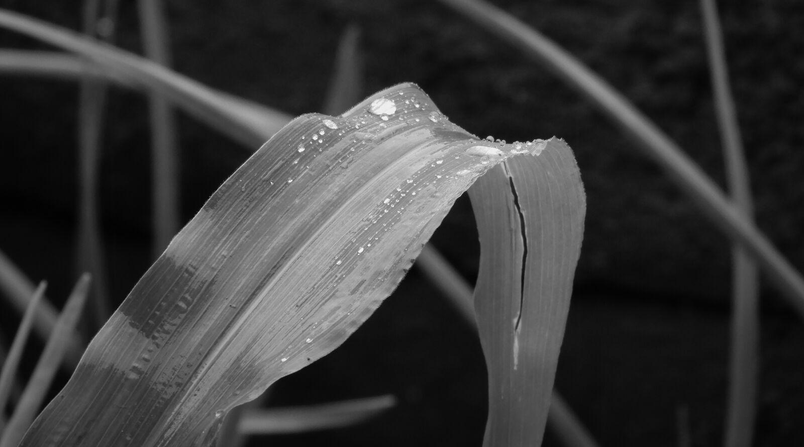 Nikon Coolpix B700 sample photo. Outdoors, nature, flower photography