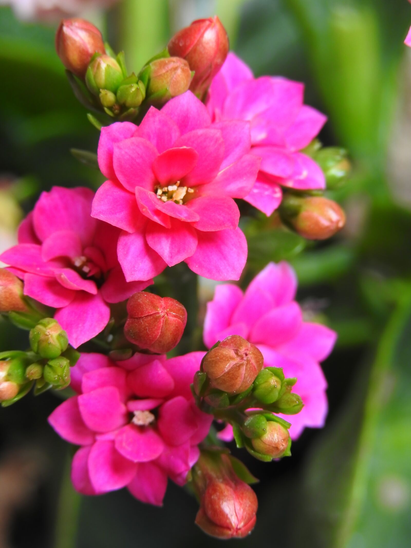 Nikon Coolpix P900 sample photo. Flowers, nature, petals photography
