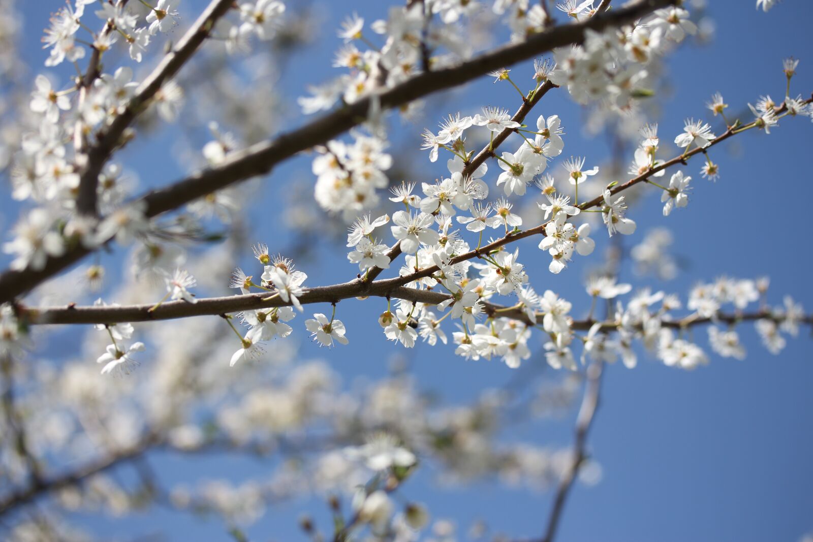 Canon EF-S 60mm F2.8 Macro USM sample photo. Flowers, casey, white photography