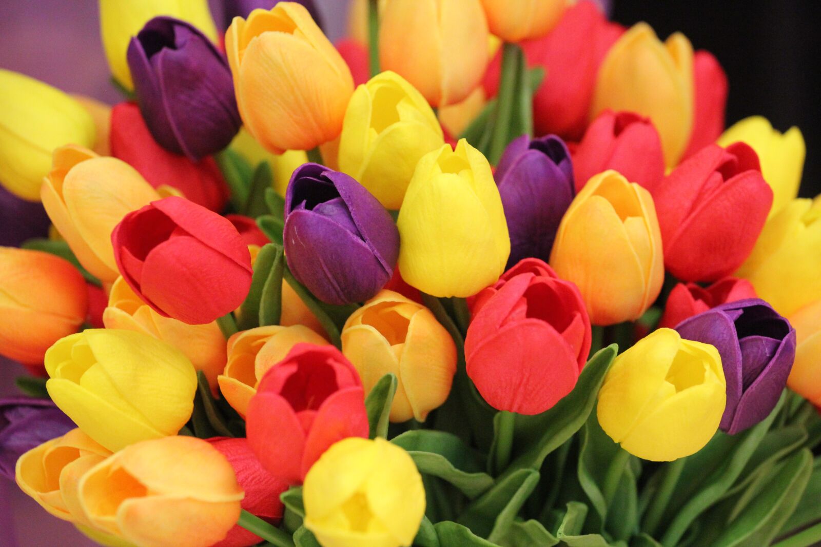 Canon EOS 550D (EOS Rebel T2i / EOS Kiss X4) sample photo. Tulips, flowers, holland photography