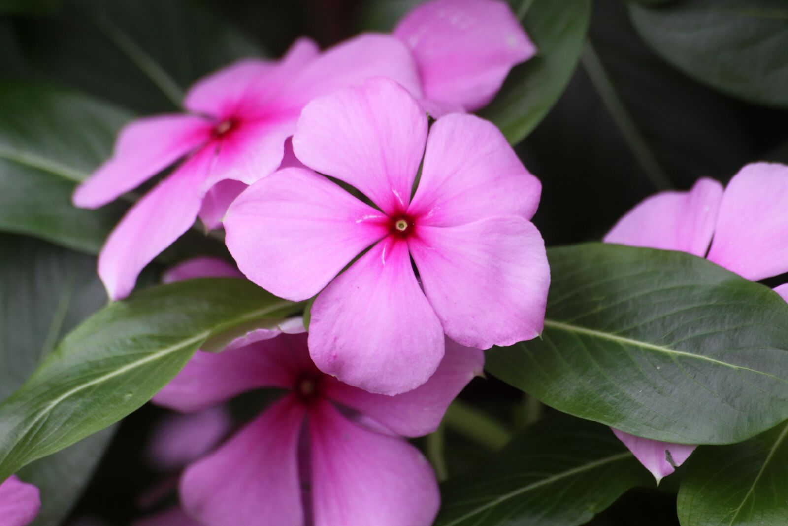 Canon EOS 50D sample photo. Pink flowers, flowers, plants photography