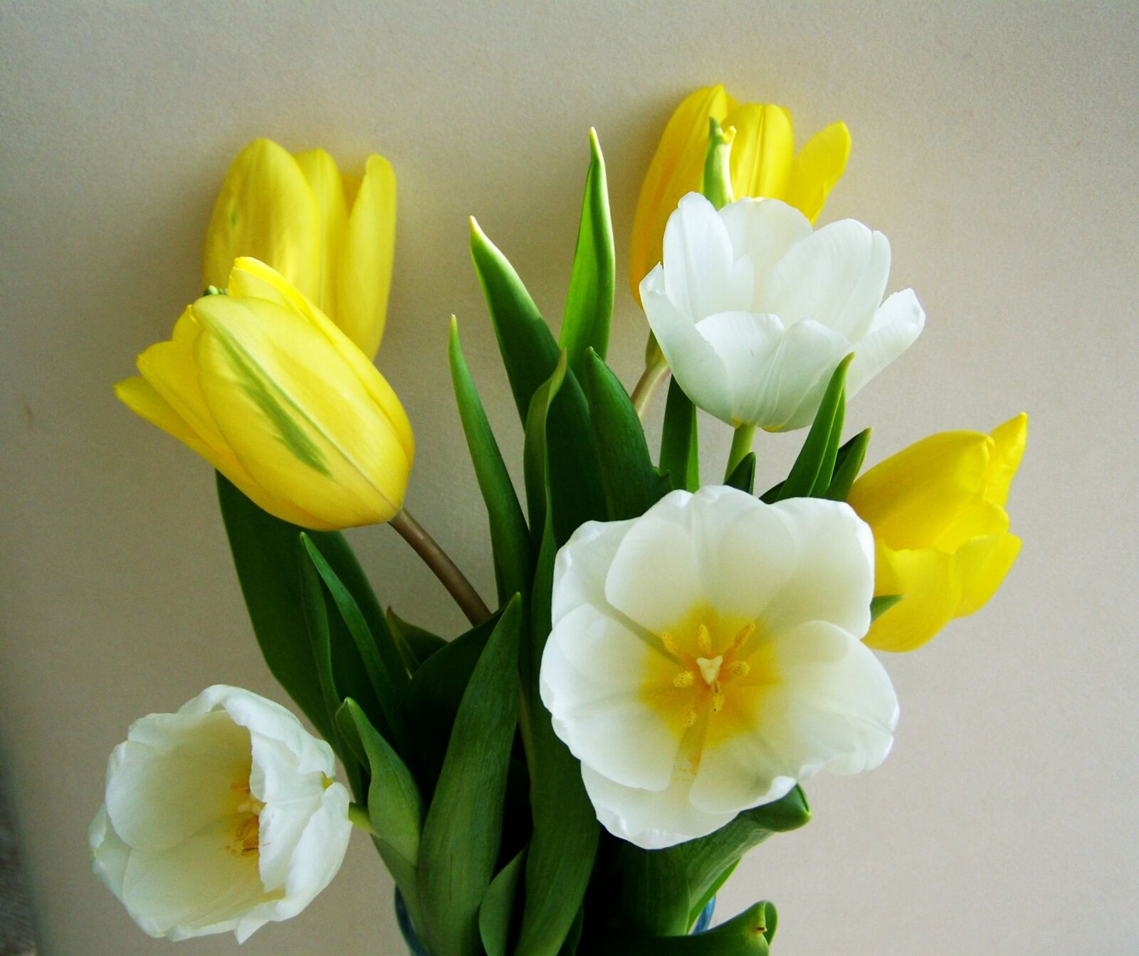 Kodak EASYSHARE ZD710 ZOOM DIGITAL CAMERA sample photo. Tulip, bunch of flowers photography