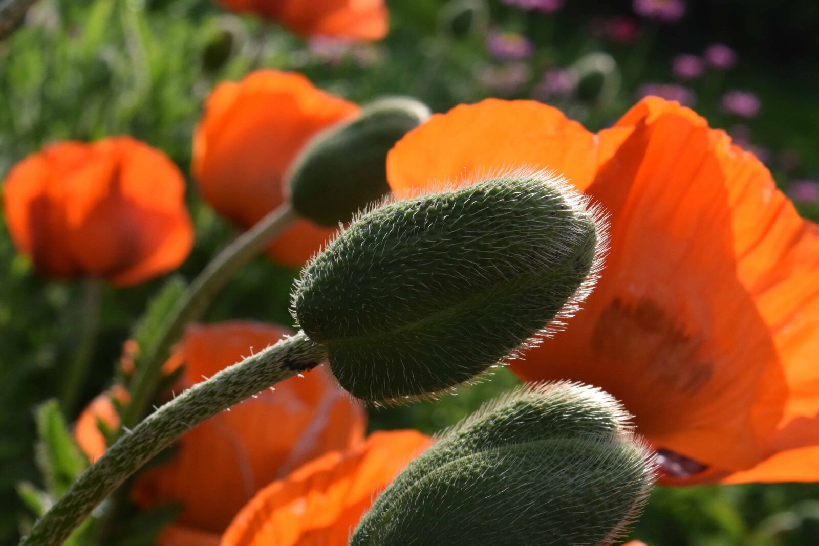 Nikon D3300 sample photo. Flower, nature, garden, flora photography