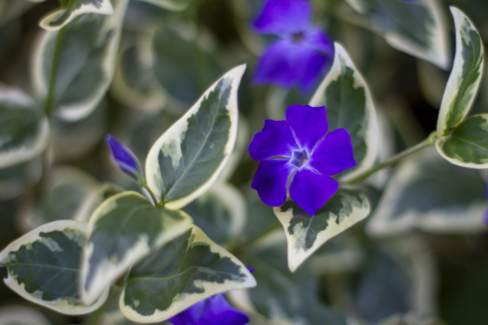 Canon EOS 7D sample photo. Flower, purple, nature photography