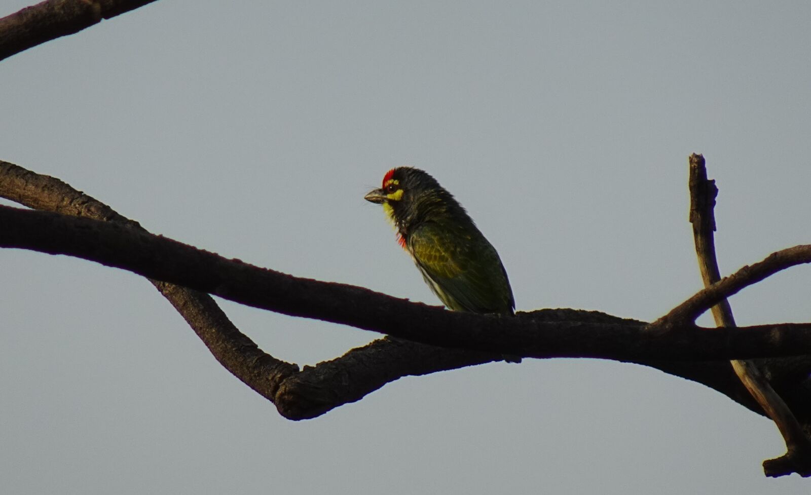 Sony DSC-WX800 sample photo. Bird, barbet, coppersmith photography