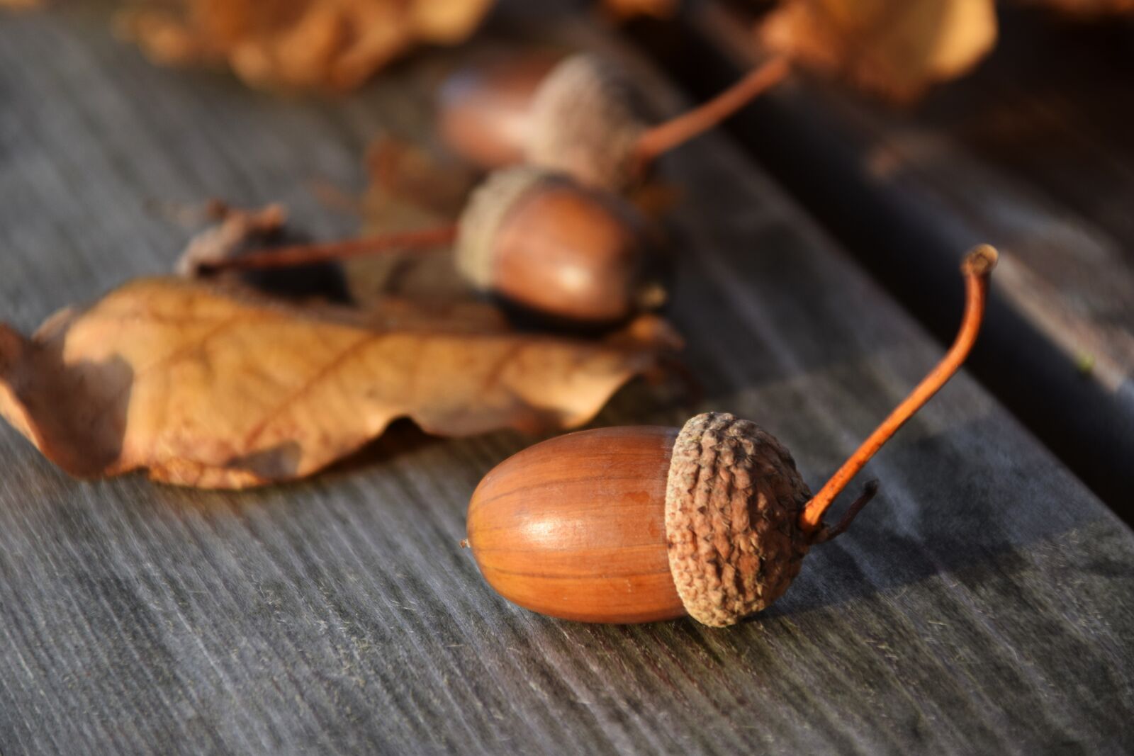 Nikon D3300 sample photo. Acorns, nature, autumn photography