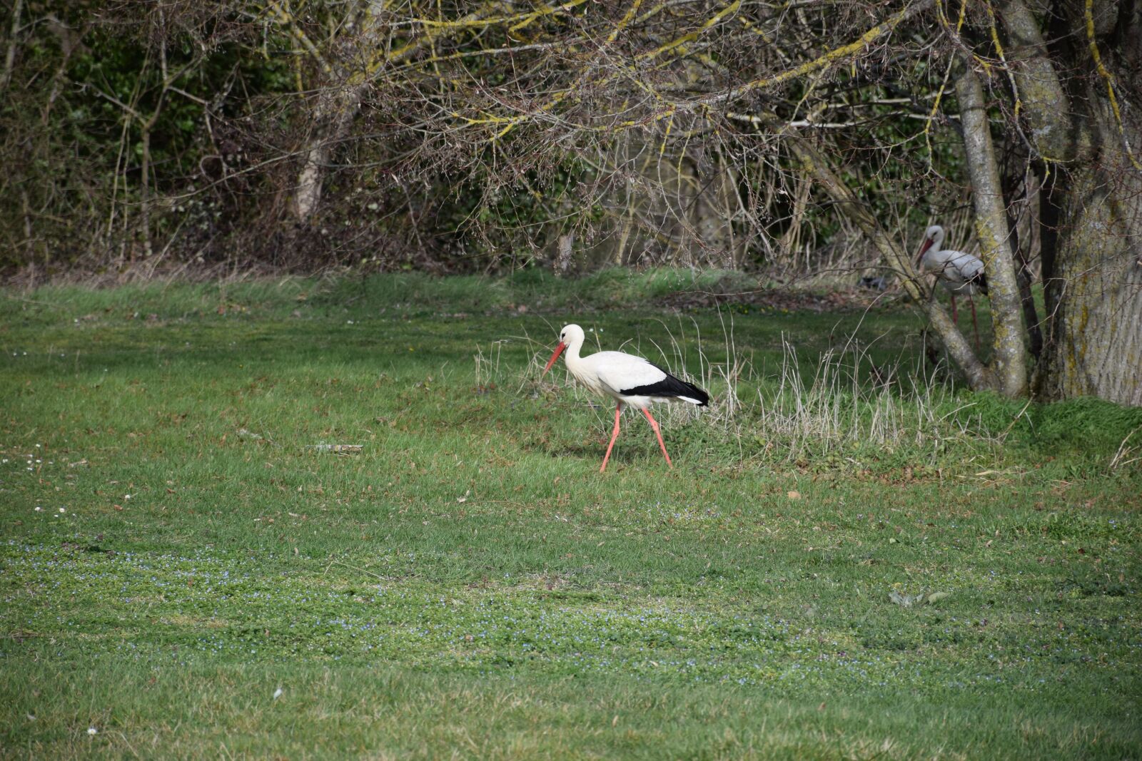 Nikon D5300 sample photo. Stork, bird, grass photography