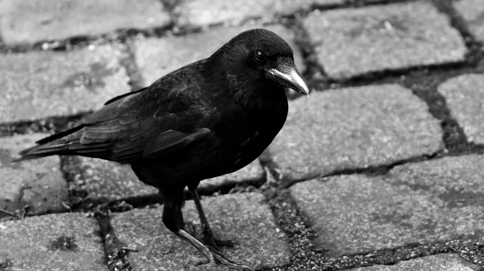 Nikon D7200 sample photo. Common raven, raven, raven photography