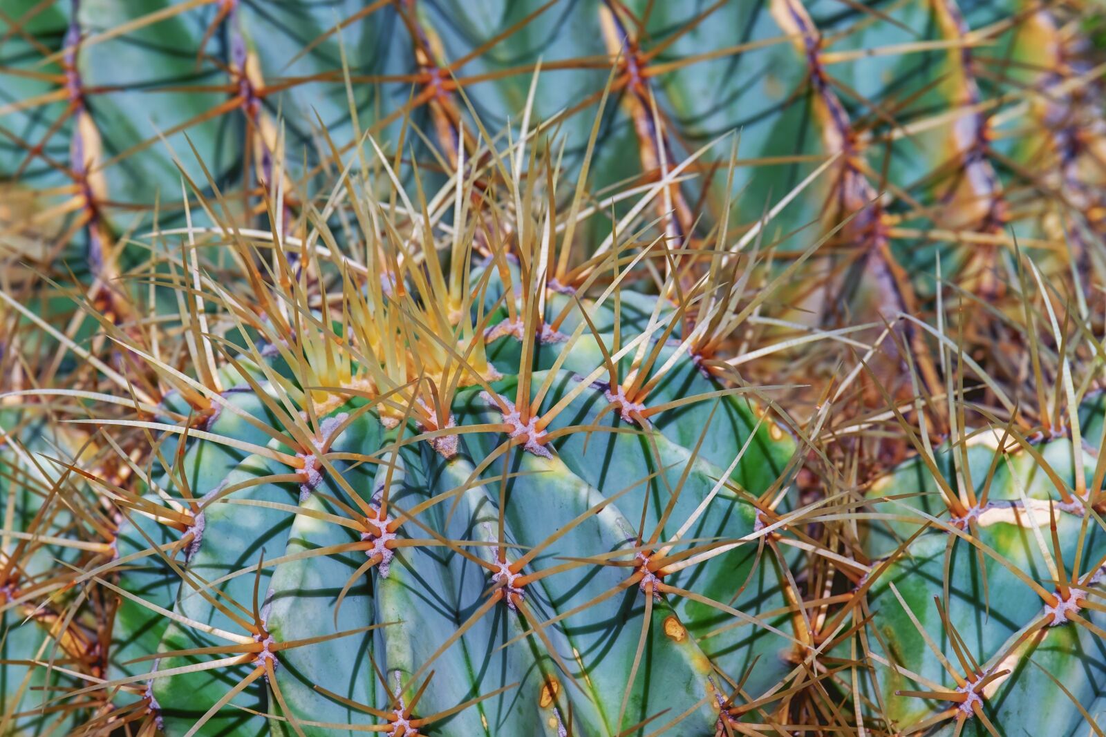 Fujifilm X-T10 sample photo. Cactus, devil's pin cushion photography