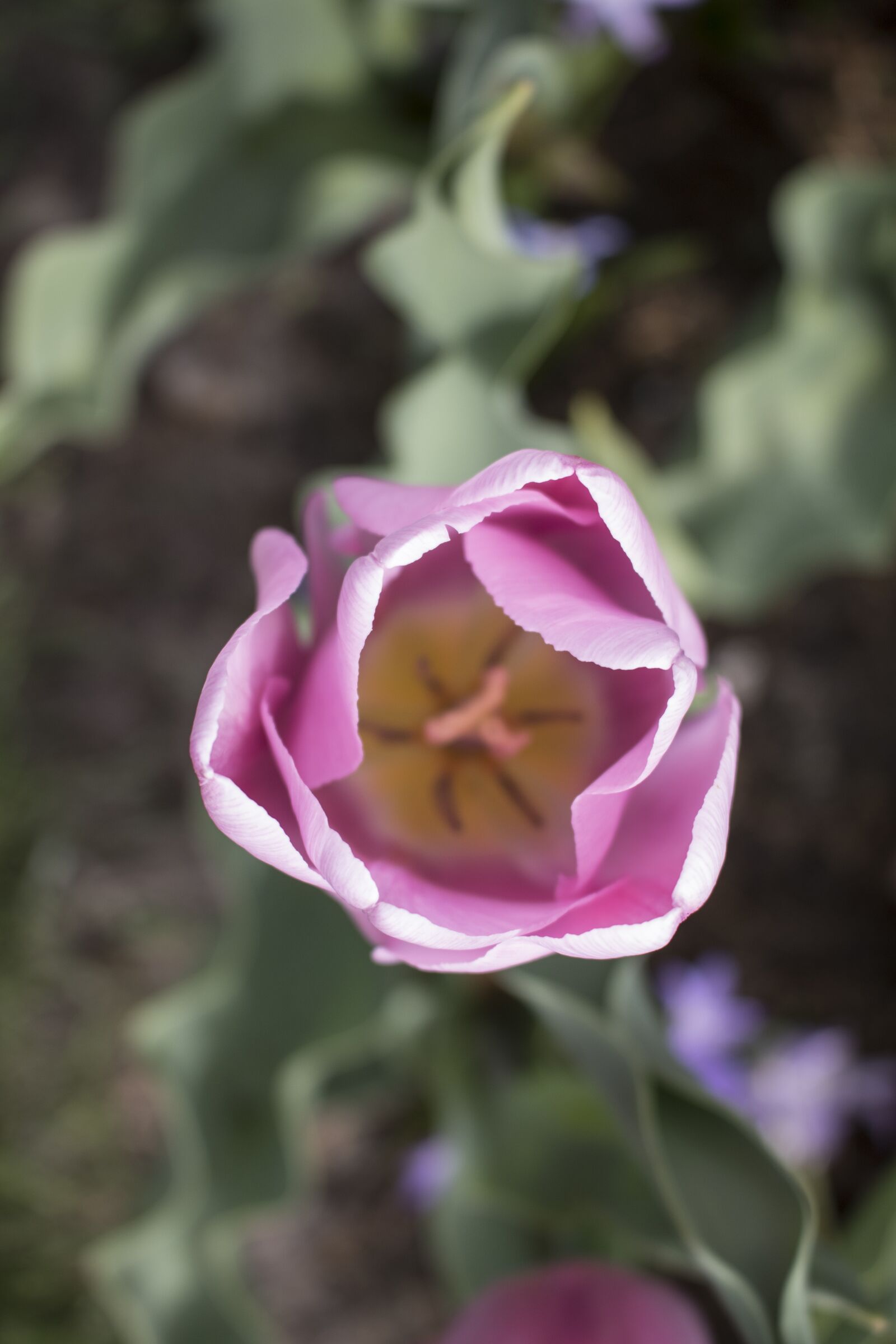 Canon EOS 750D (EOS Rebel T6i / EOS Kiss X8i) sample photo. Flower, holland, europe photography