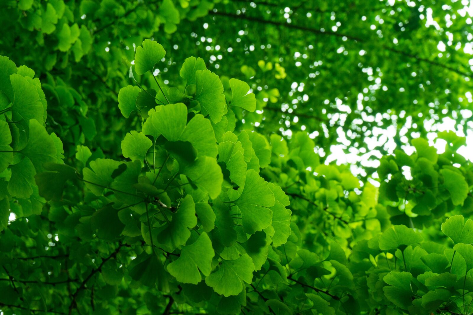 Sony a7 + Sony FE 28-70mm F3.5-5.6 OSS sample photo. Green, summer, ginkgo photography