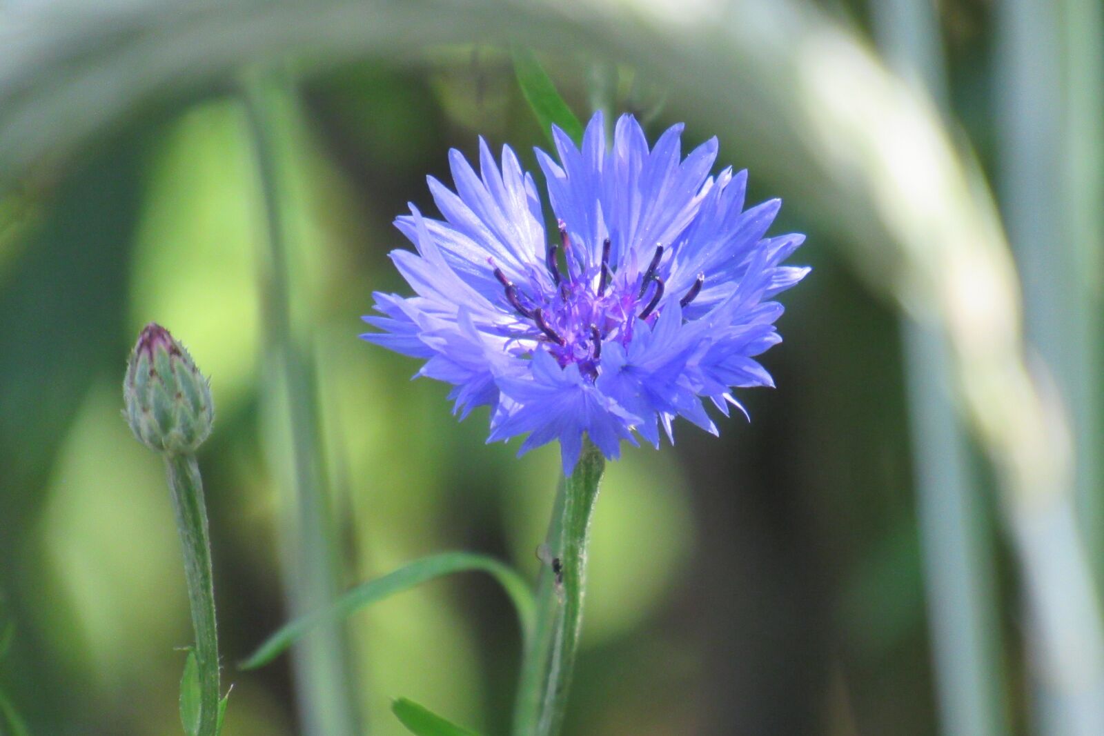 Canon PowerShot SX530 HS sample photo. Flower, spring, beautiful photography