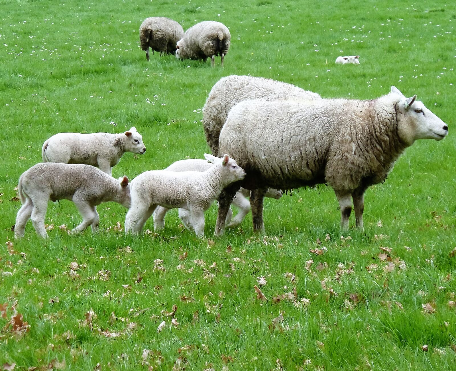 Panasonic Lumix DMC-ZS5 (Lumix DMC-TZ8) sample photo. Sheep, pasture, spring photography