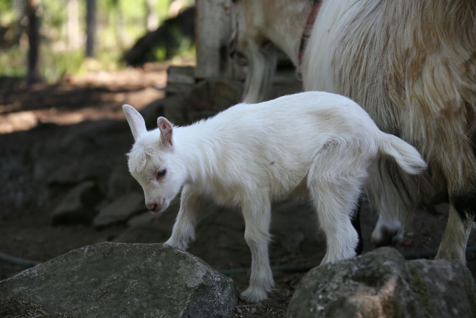 Canon EOS 6D + Canon EF 28-300mm F3.5-5.6L IS USM sample photo. Goat, kid, newborn photography