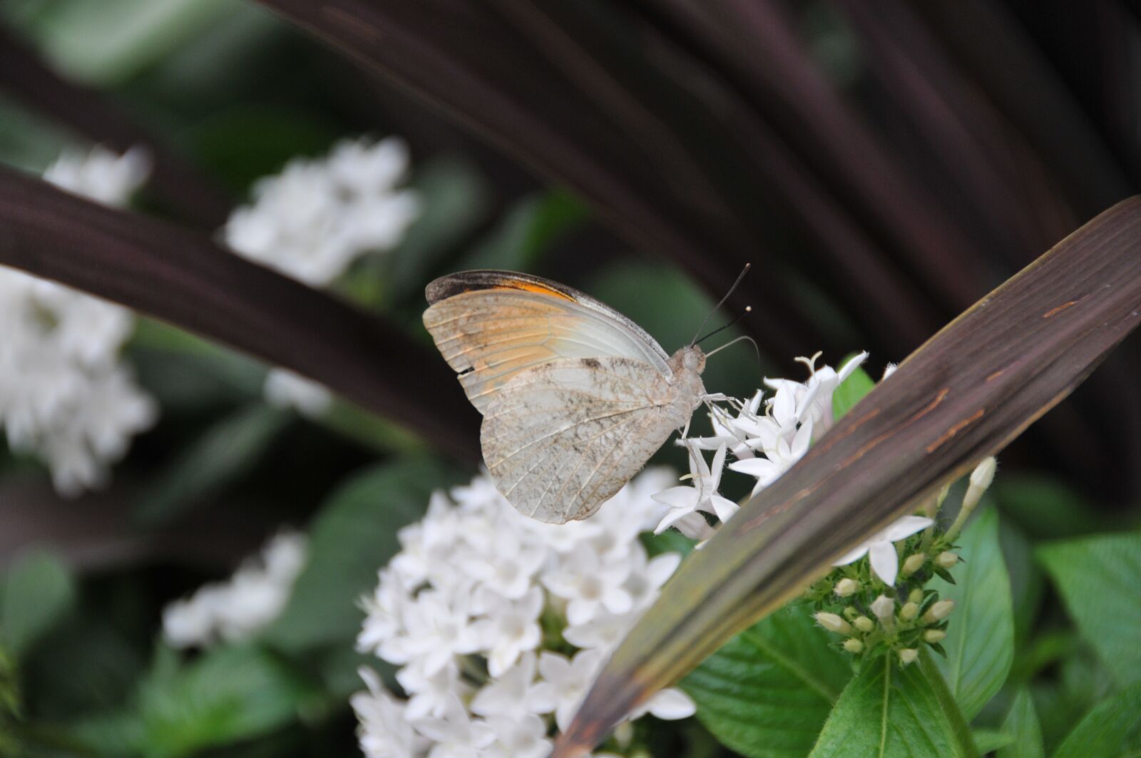 Nikon D300 sample photo. Butterflies, krohn conservatory, butterfly photography