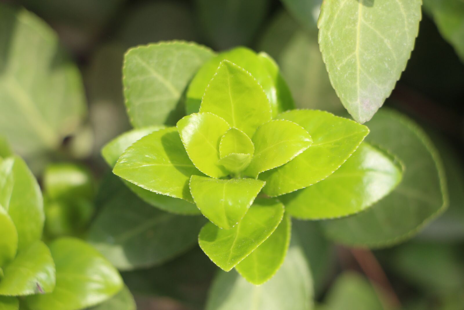 Canon EOS 650D (EOS Rebel T4i / EOS Kiss X6i) sample photo. Leaf, plants, wood photography