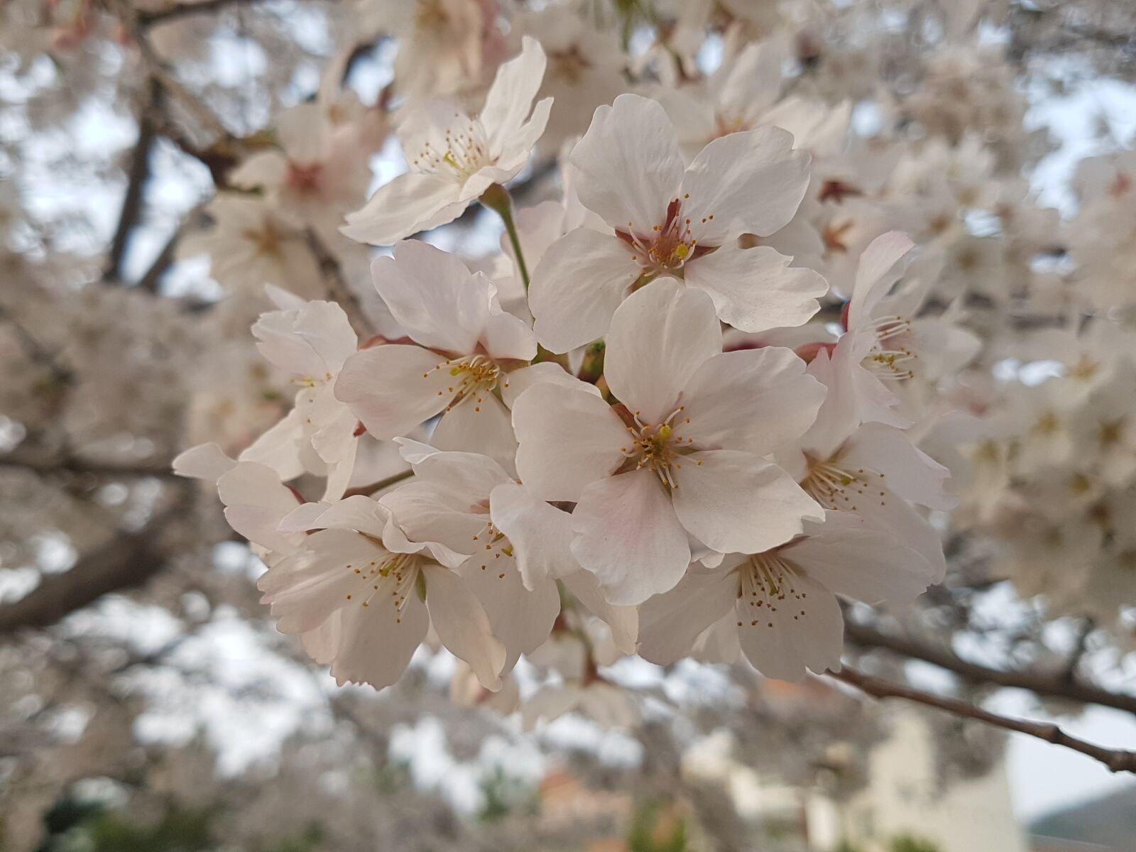 Samsung Galaxy S7 Edge sample photo. Nature, spring flowers, cherry photography