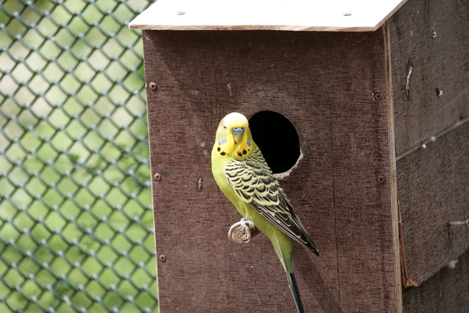 Panasonic Lumix DC-G9 sample photo. Budgie, bird, yellow photography
