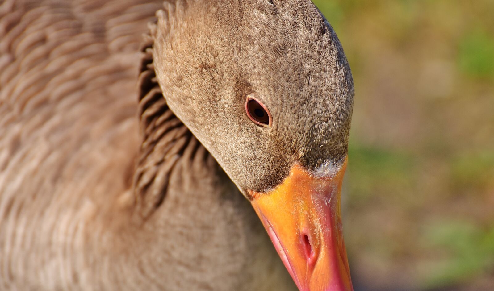 Nikon D7200 sample photo. Goose, water bird, animal photography