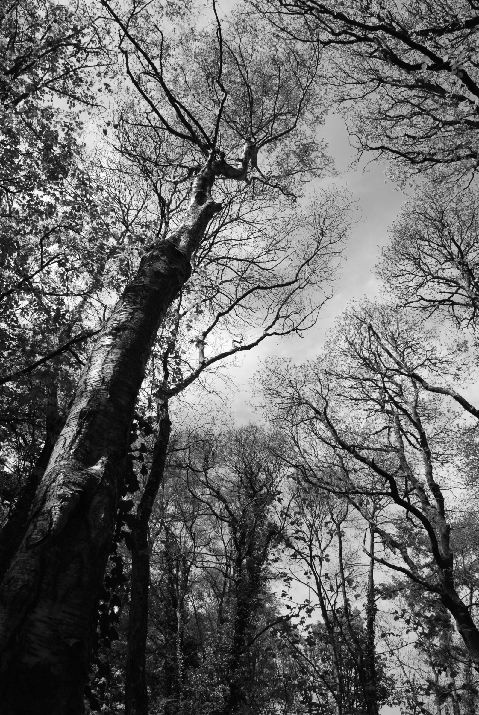 Nikon D80 sample photo. Tree, canopy, woodland photography