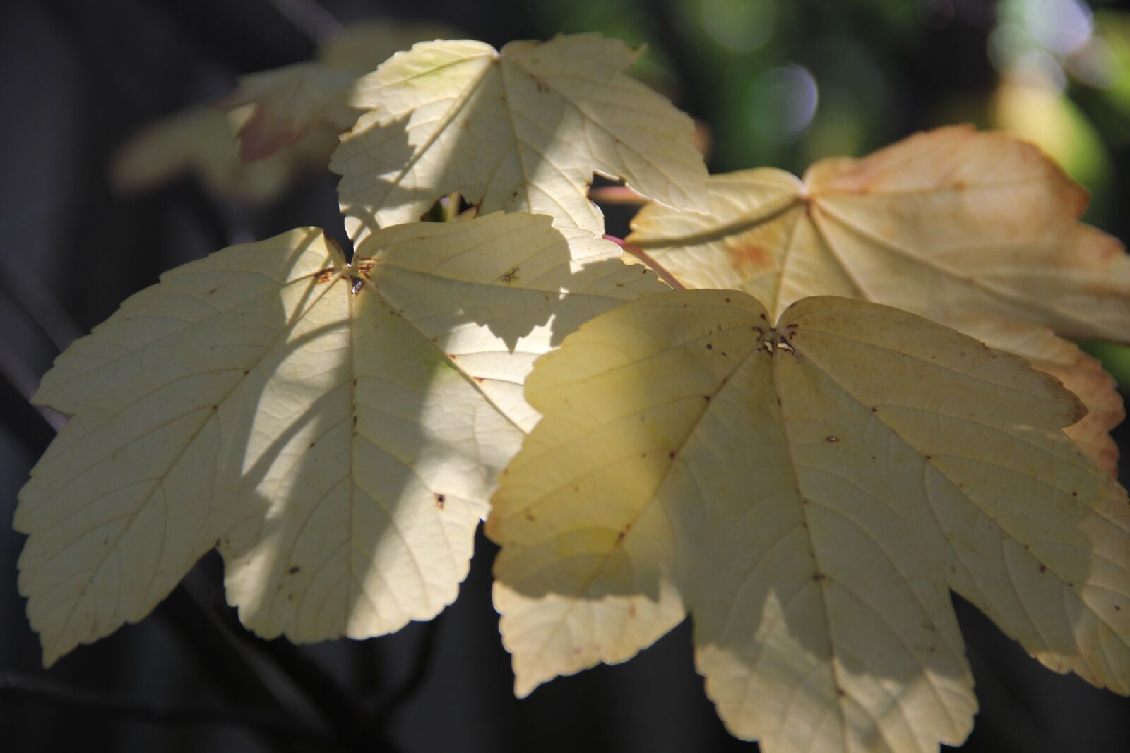 Canon EOS 60D sample photo. Autumn, leaves, mood photography