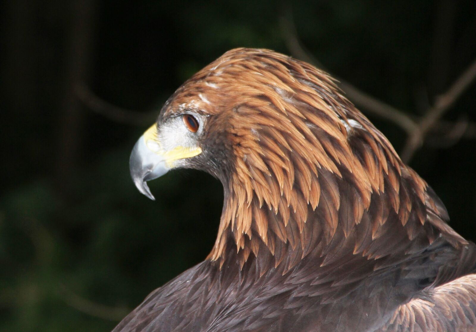 Canon EF-S 18-135mm F3.5-5.6 IS sample photo. Golden eagle, adler, bird photography