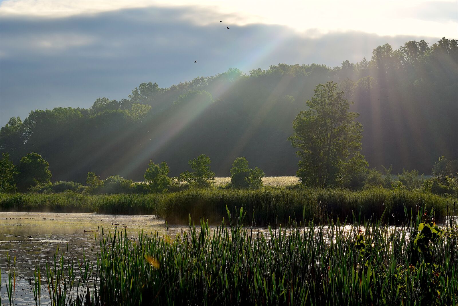 Nikon D3300 sample photo. Sunlight, wetlands, sun rays photography