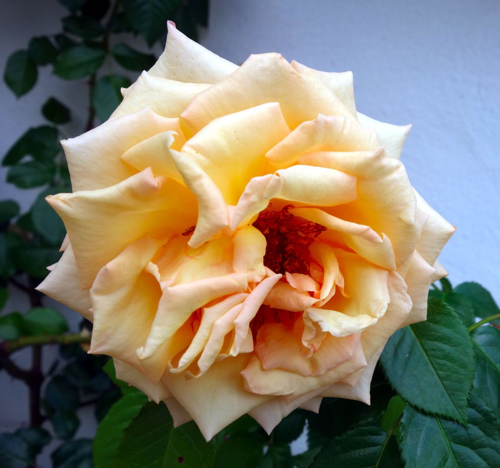 Sony Cyber-shot DSC-RX100 sample photo. Rose, climbing rose, blossom photography