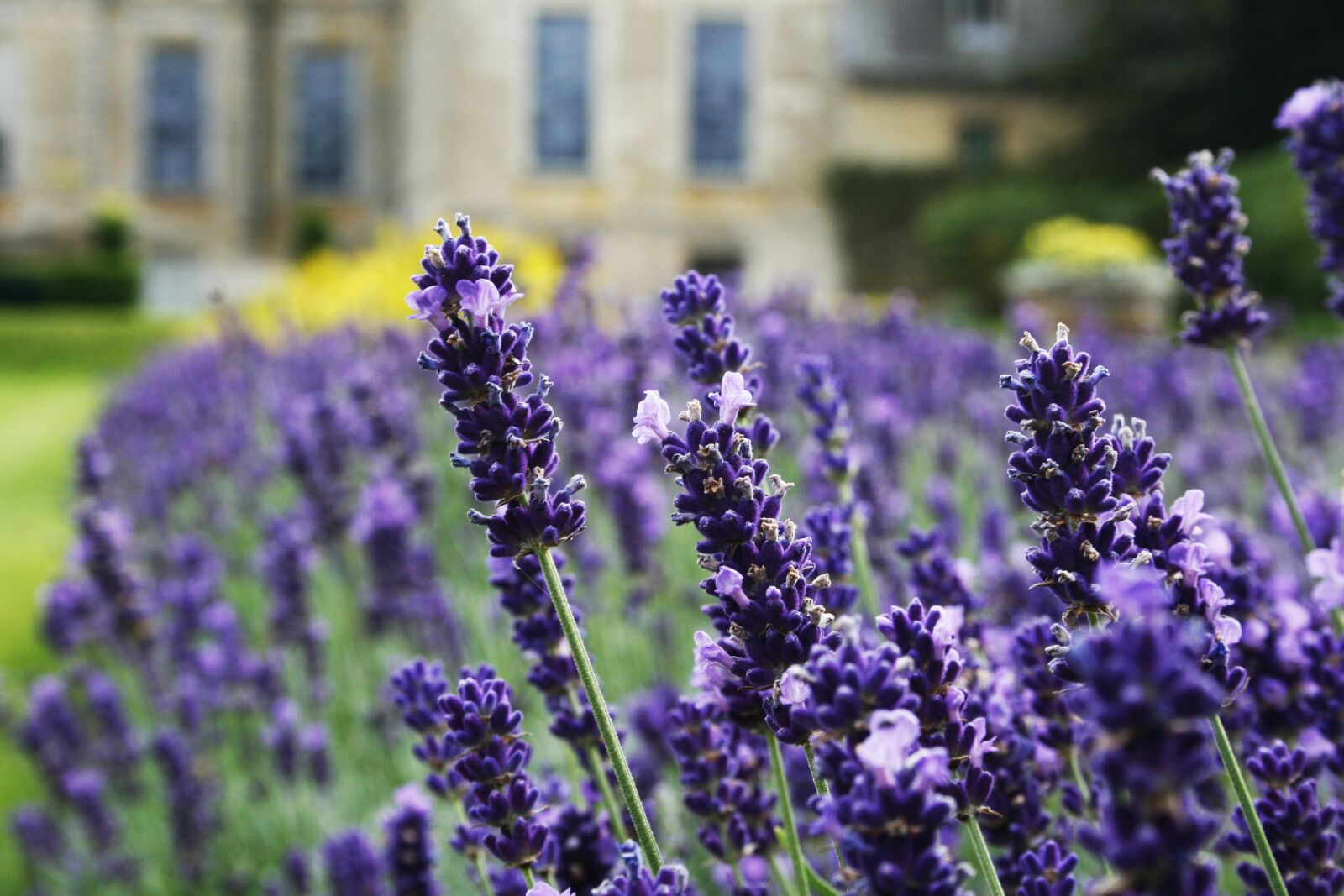 Canon EOS 30D sample photo. Lavender, flower, garden photography
