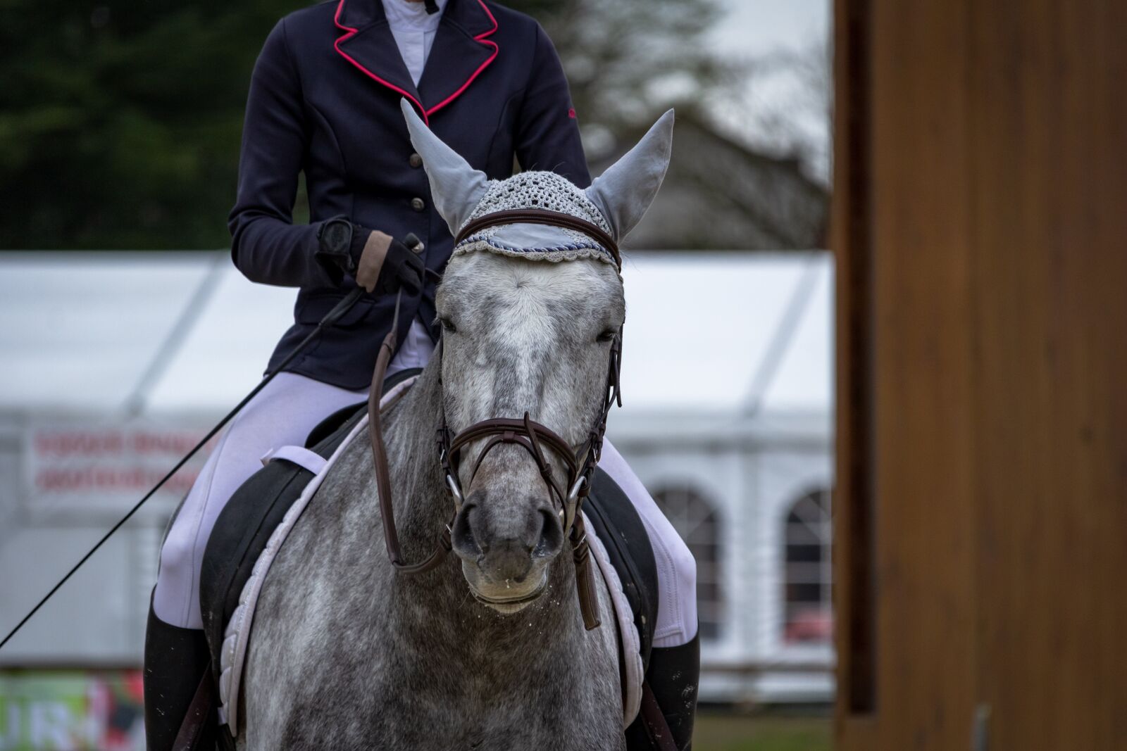 Canon EF-S 55-250mm F4-5.6 IS STM sample photo. Horse, horses, dressage photography