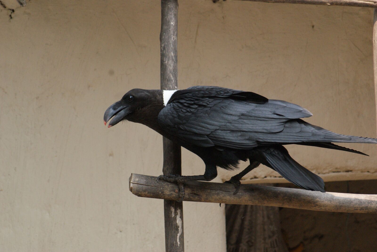 Sony Alpha DSLR-A230 sample photo. Raven, rwanda, wild photography