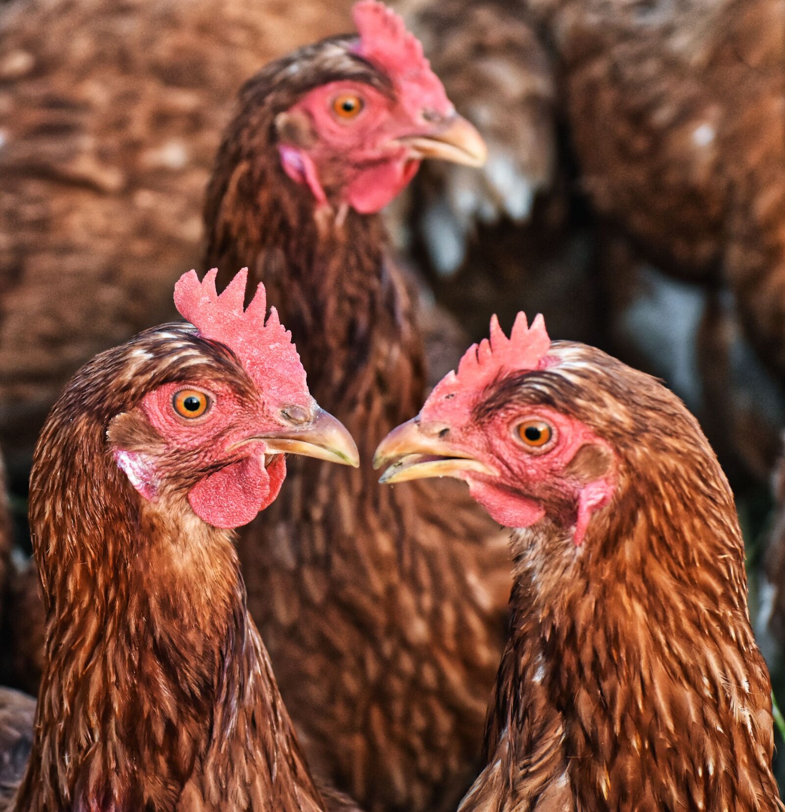 Nikon D7200 sample photo. Chickens, meeting, poultry photography