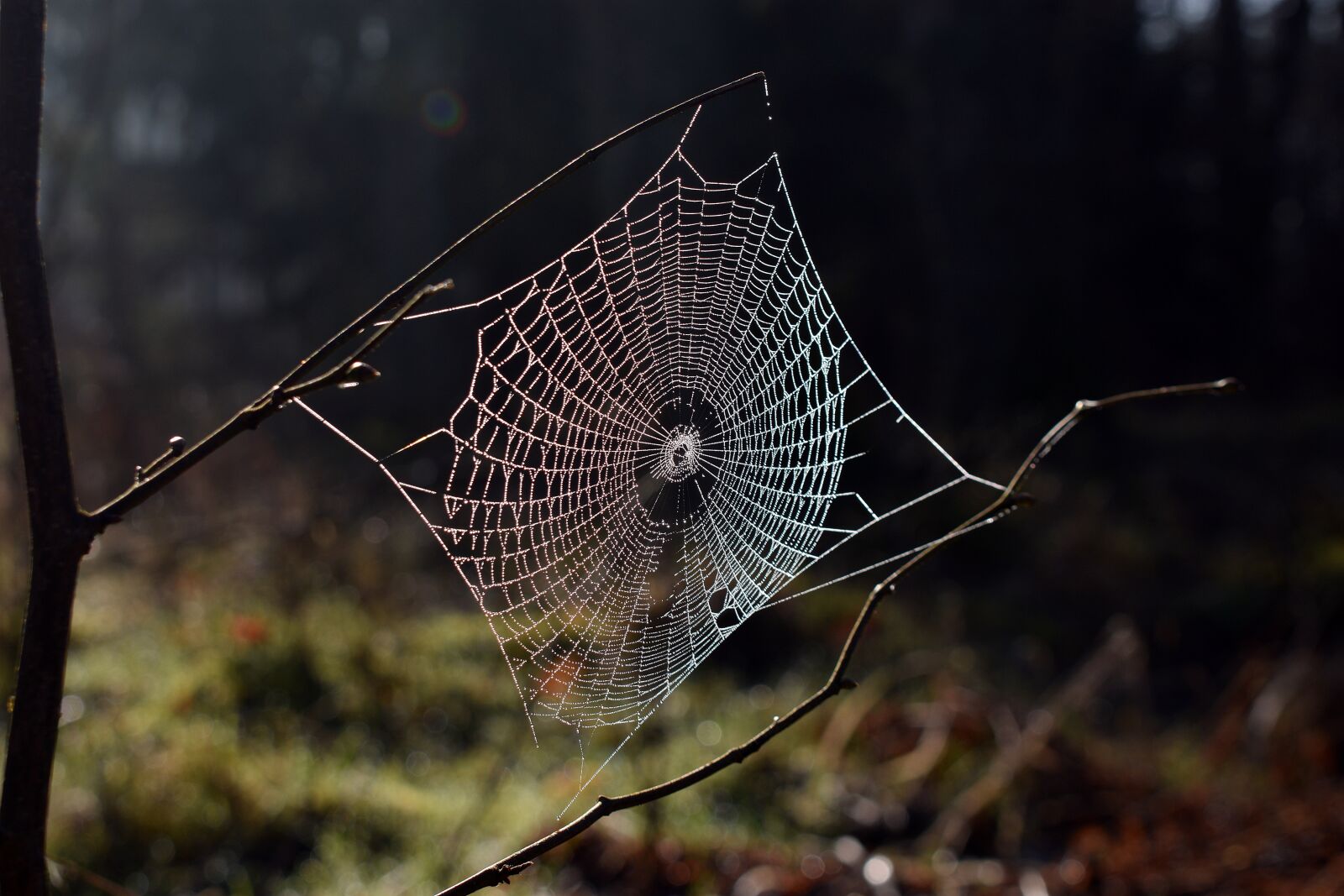 Nikon D3400 sample photo. Cobweb, hotel, spider photography