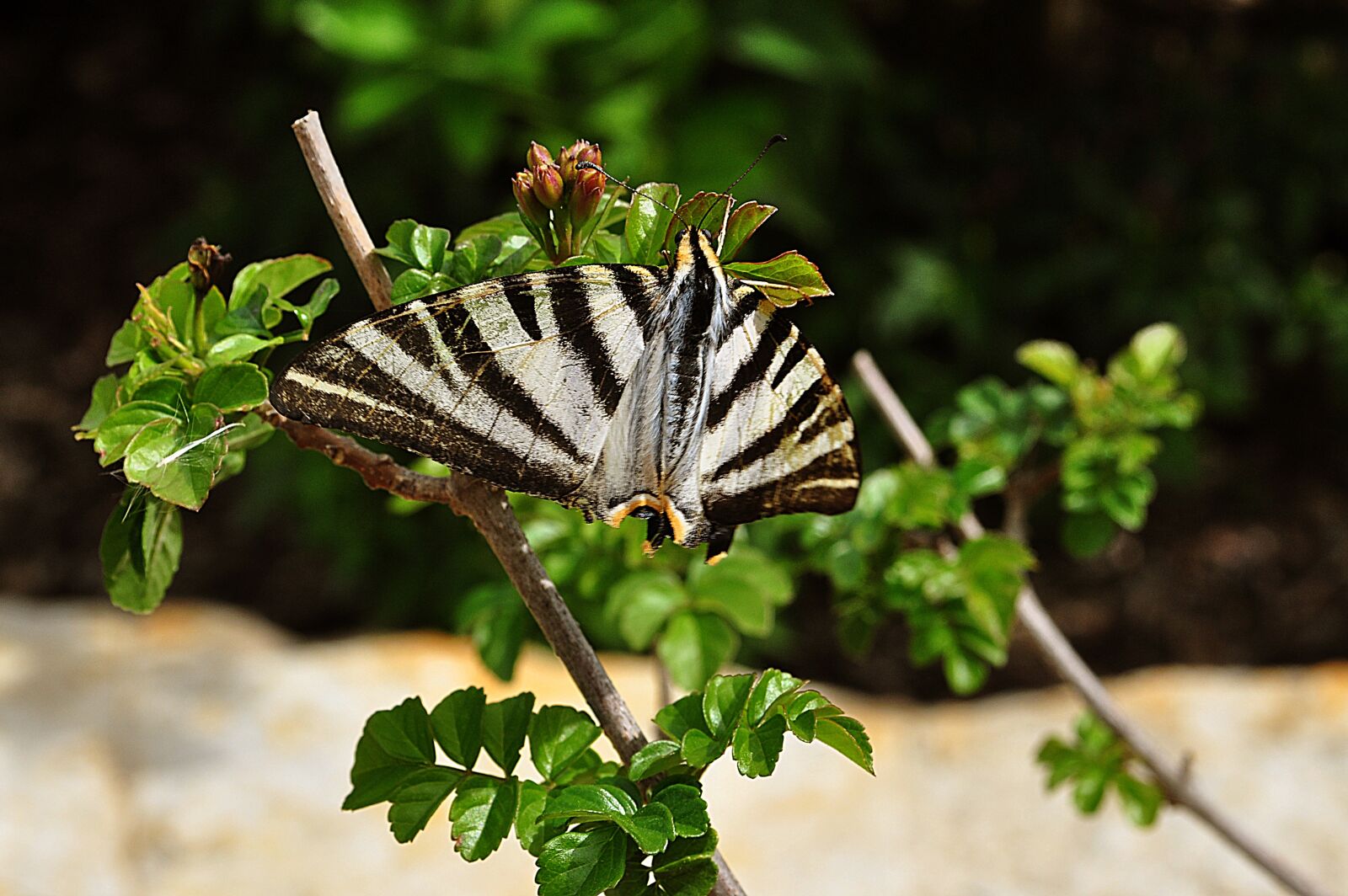 Nikon D90 sample photo. Butterfly, insect, plant photography