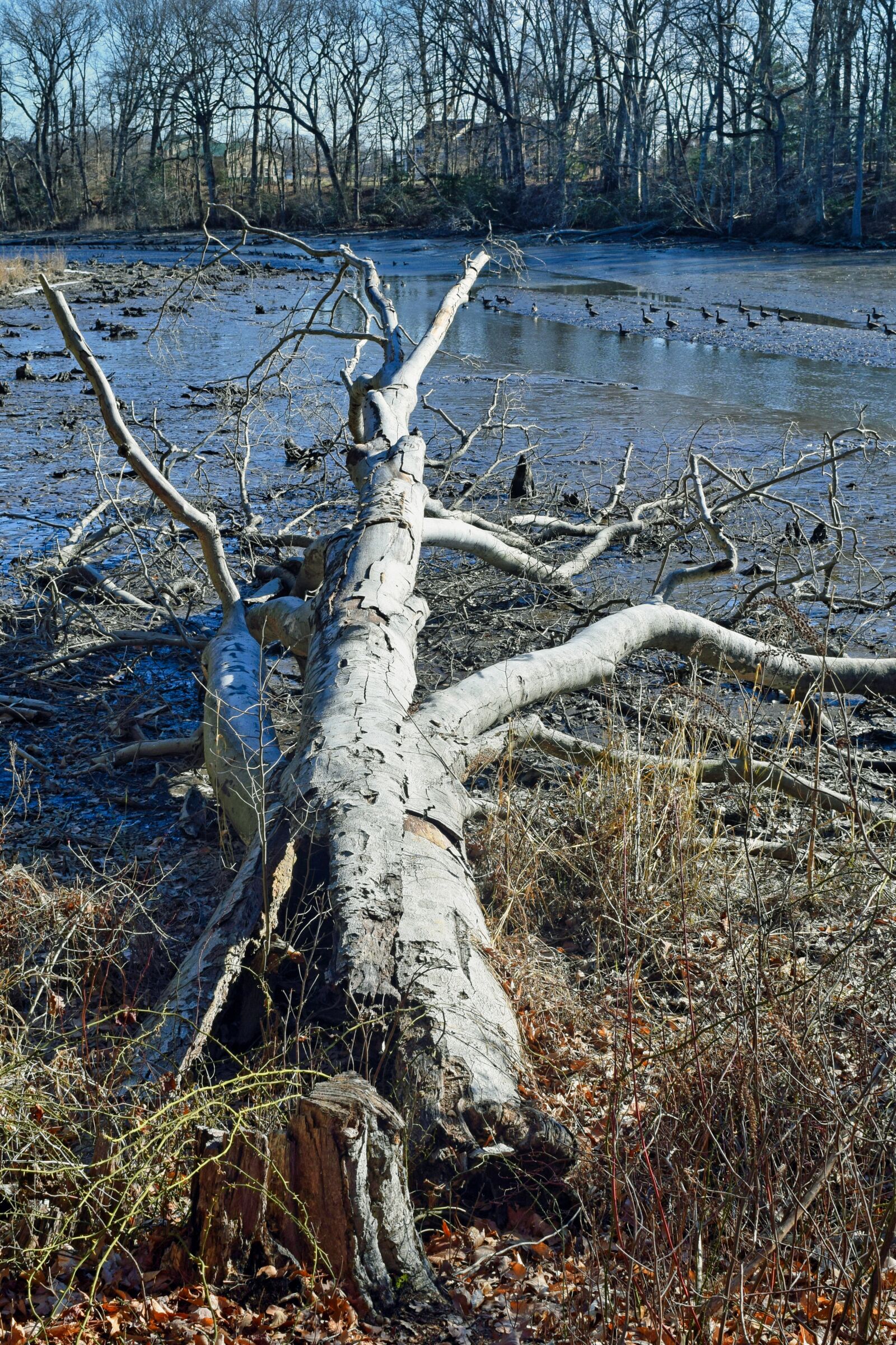 Nikon D3300 sample photo. Marsh, inlet, dead tree photography