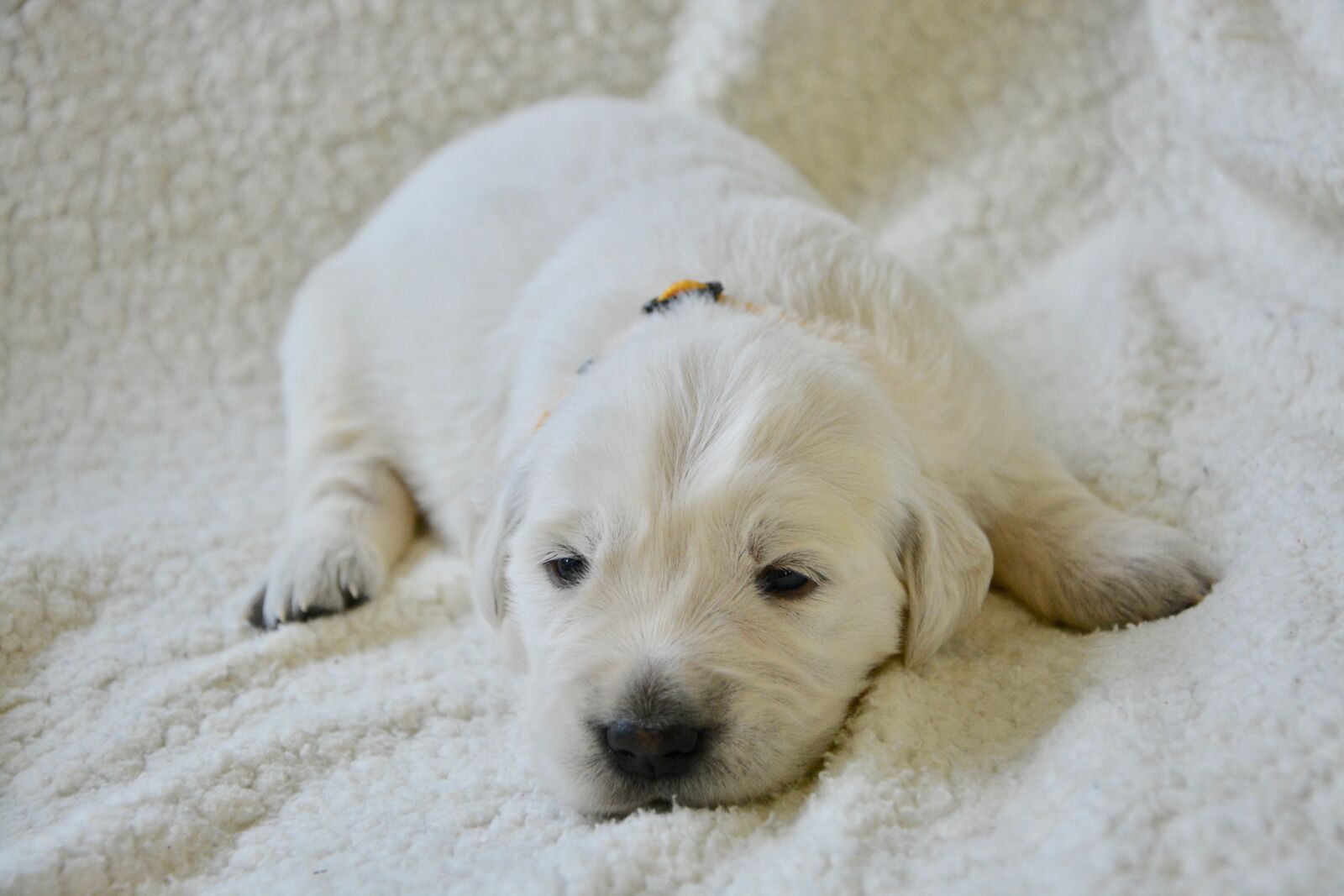Nikon D5200 sample photo. Golden retriever puppy, pup photography