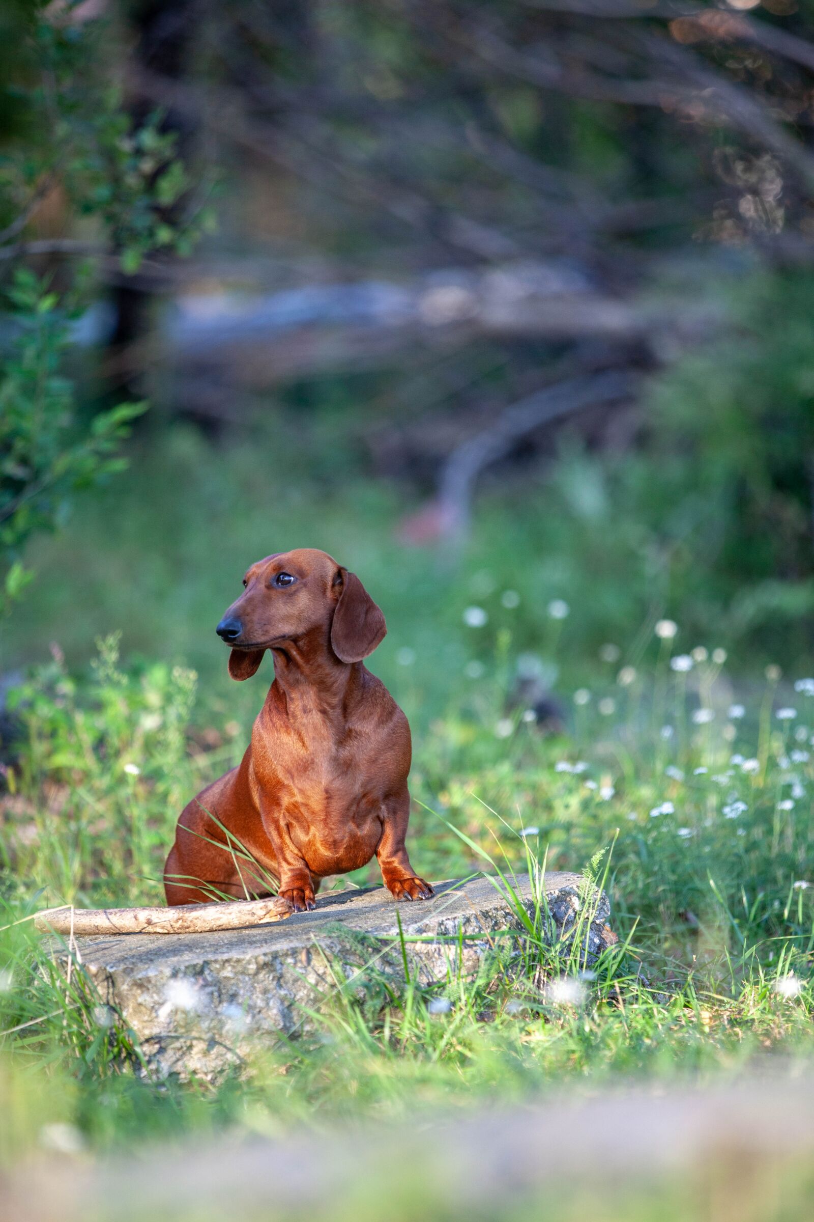 Canon EOS 5D Mark II sample photo. Dachshund, dog, puppy photography