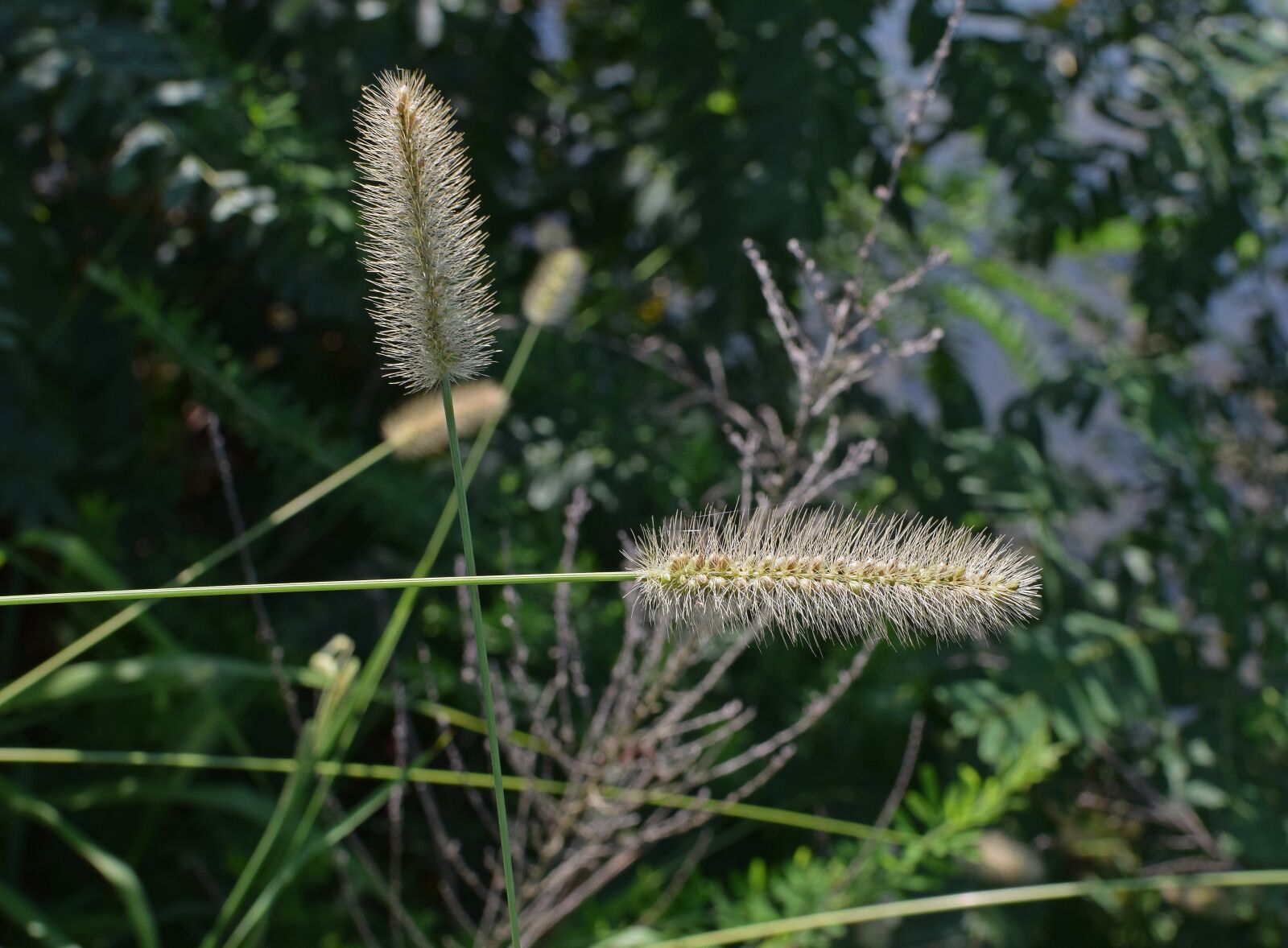 Nikon D3300 sample photo. Squirrel-tailed grass, grass, plant photography