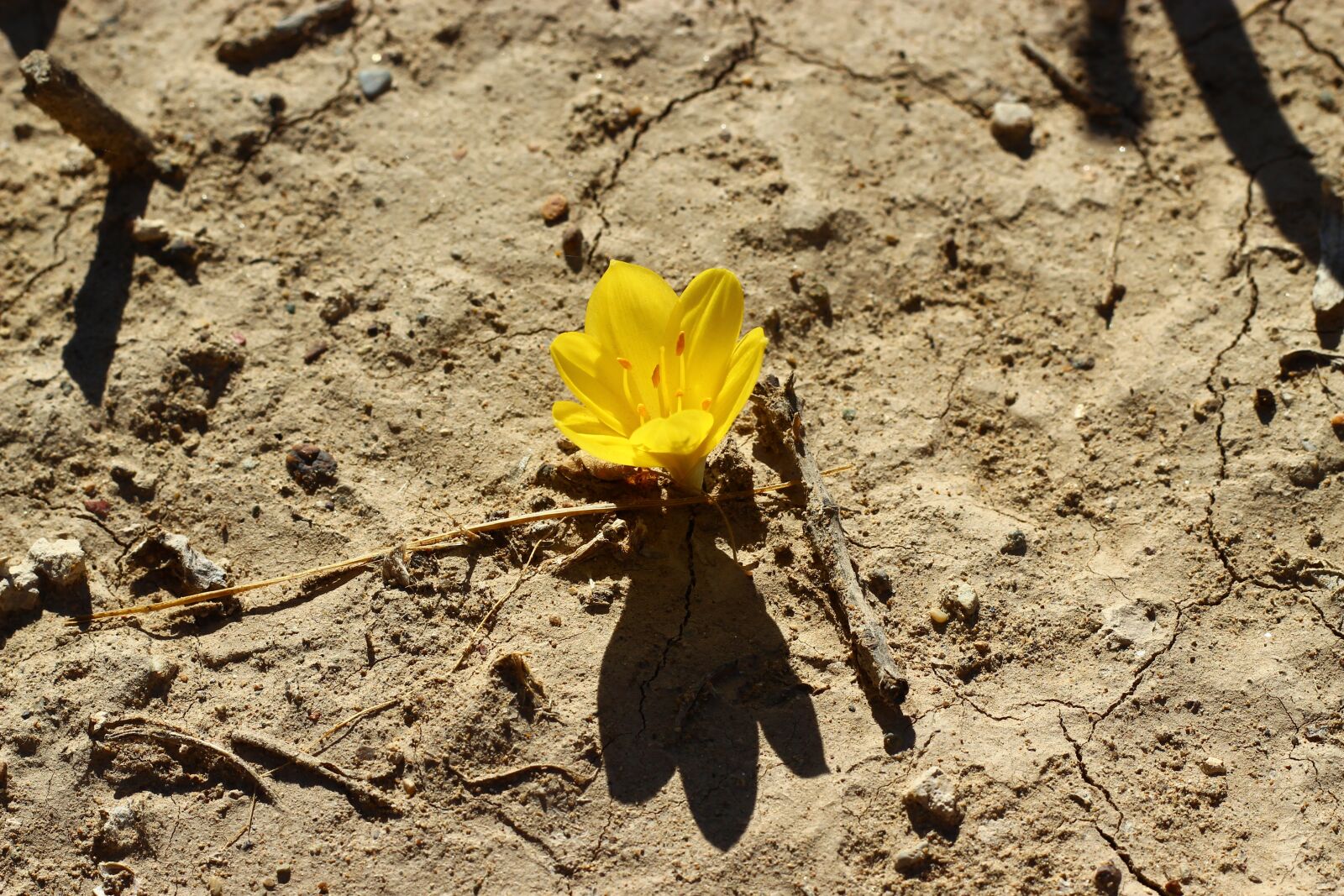Canon EOS 600D (Rebel EOS T3i / EOS Kiss X5) + Canon EF 50mm F1.8 II sample photo. Crocus, flower, stand alone photography
