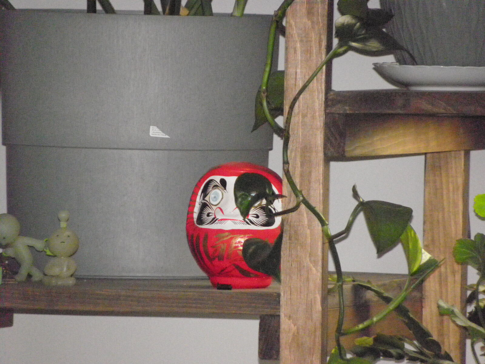 Olympus SP590UZ sample photo. Darutama on plant shelf photography