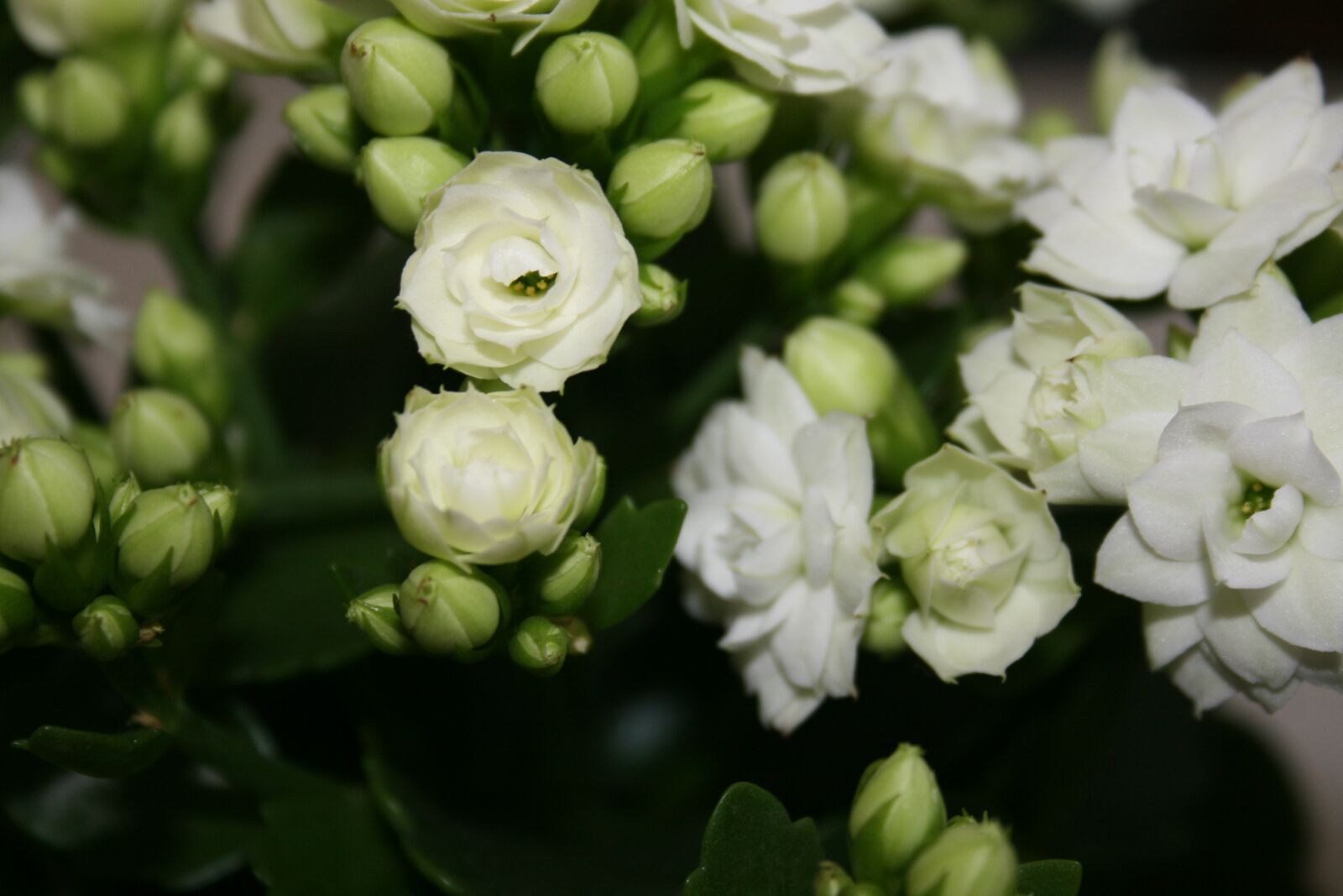 Canon EOS 400D (EOS Digital Rebel XTi / EOS Kiss Digital X) sample photo. Flowers, white, nature photography