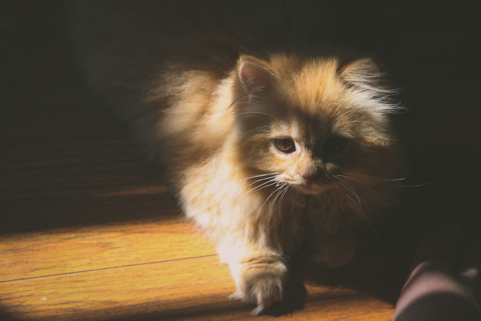 Canon EOS 650D (EOS Rebel T4i / EOS Kiss X6i) sample photo. Cat, pet, animal photography