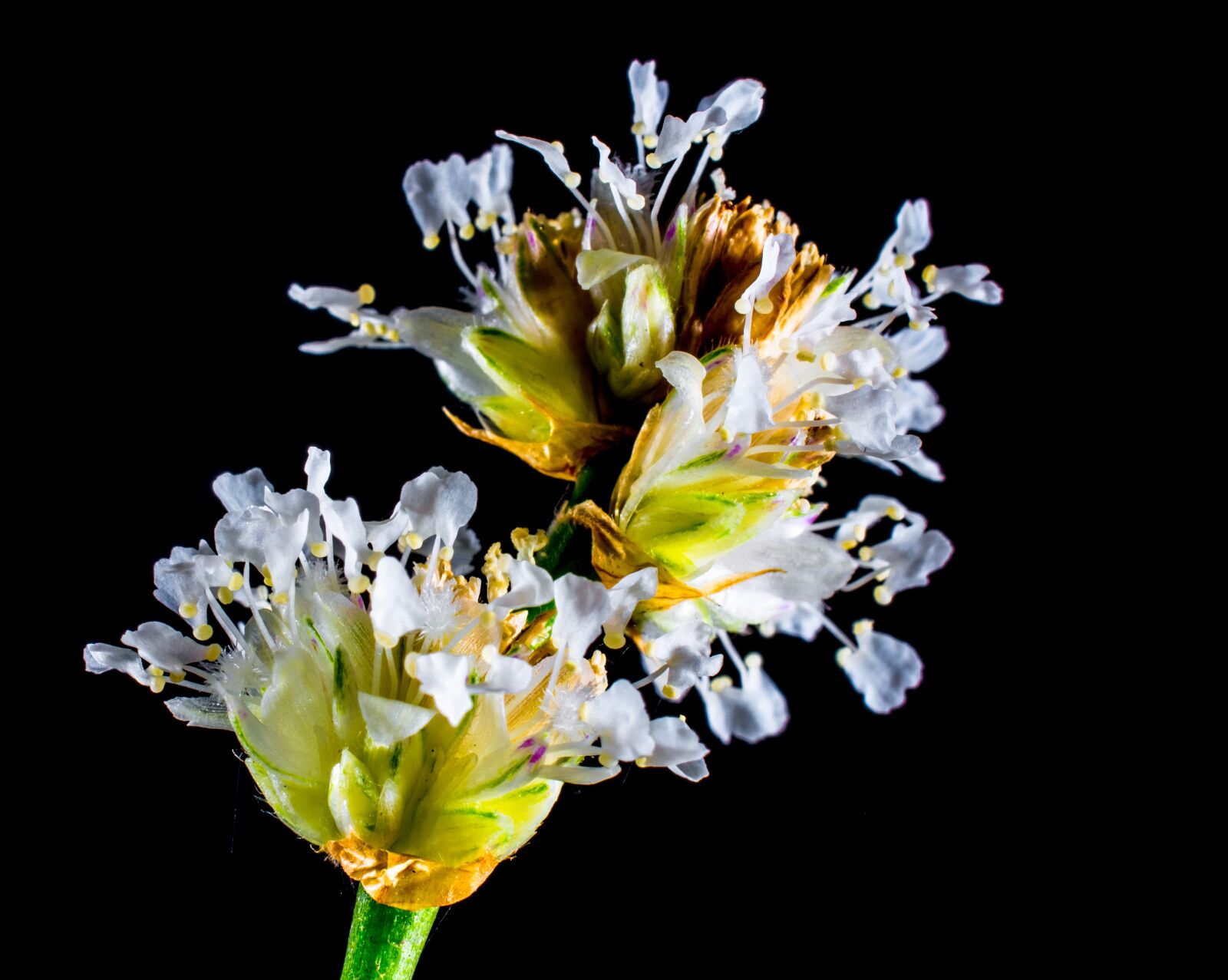 Nikon D5200 sample photo. Small flower, wild flower photography