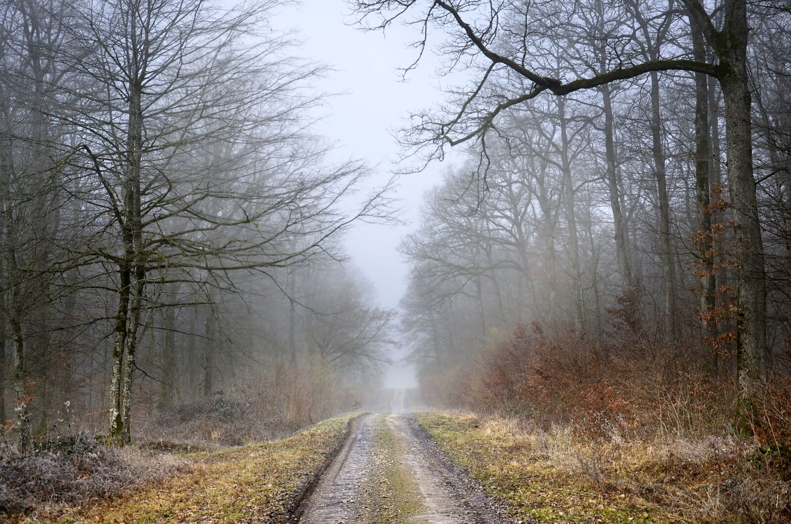 Nikon D5100 sample photo. Path, forest, winter photography