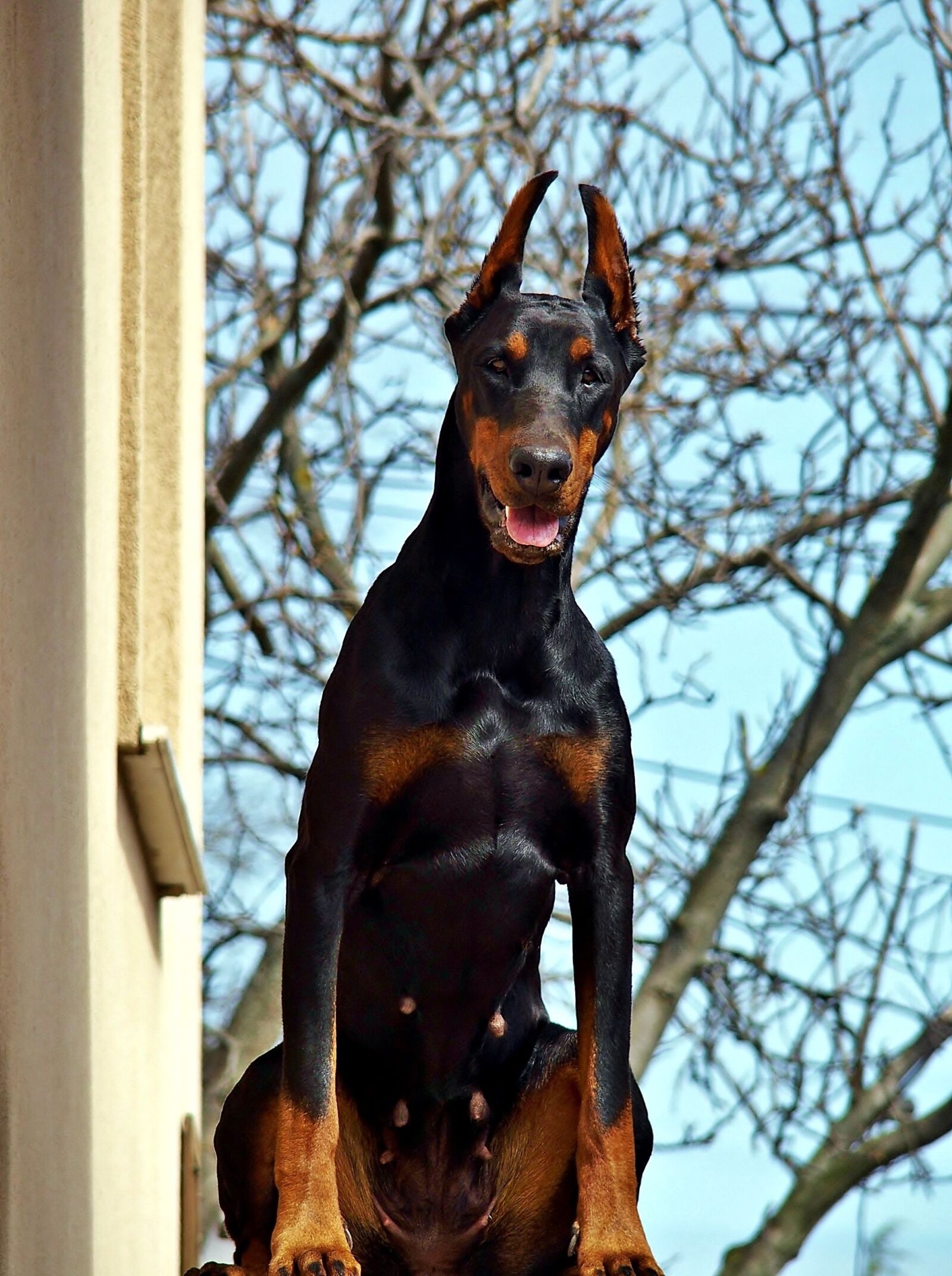 Olympus STYLUS1,1s sample photo. Doberman, beauty, dog photography