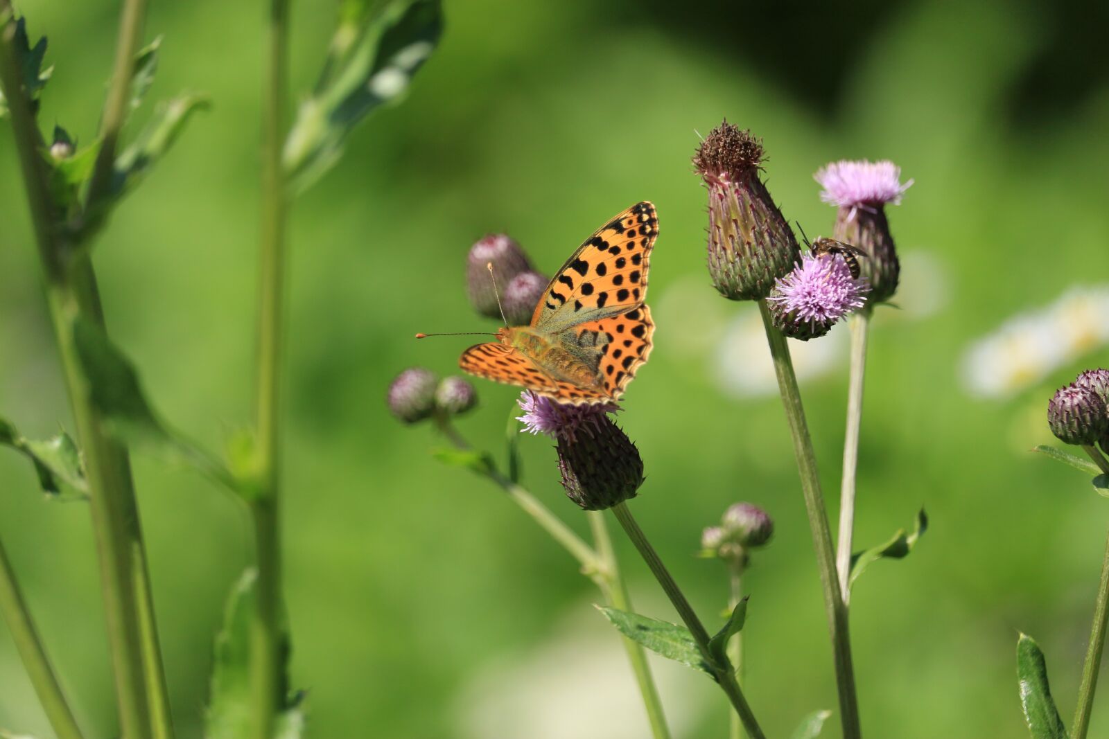 Canon EOS 700D (EOS Rebel T5i / EOS Kiss X7i) sample photo. Insect, flower, butterfly photography
