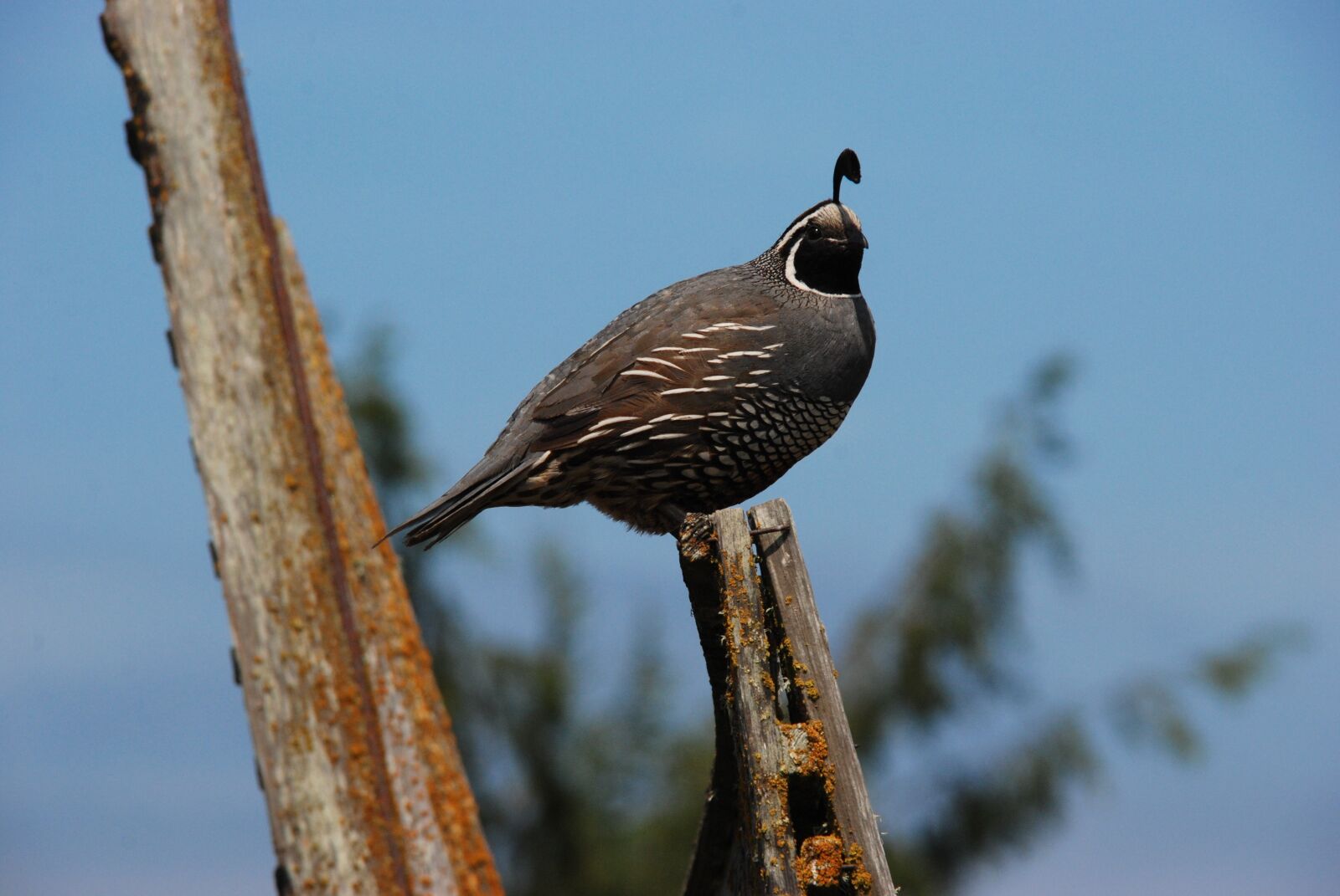 Nikon D80 sample photo. Quail, bird, pole photography