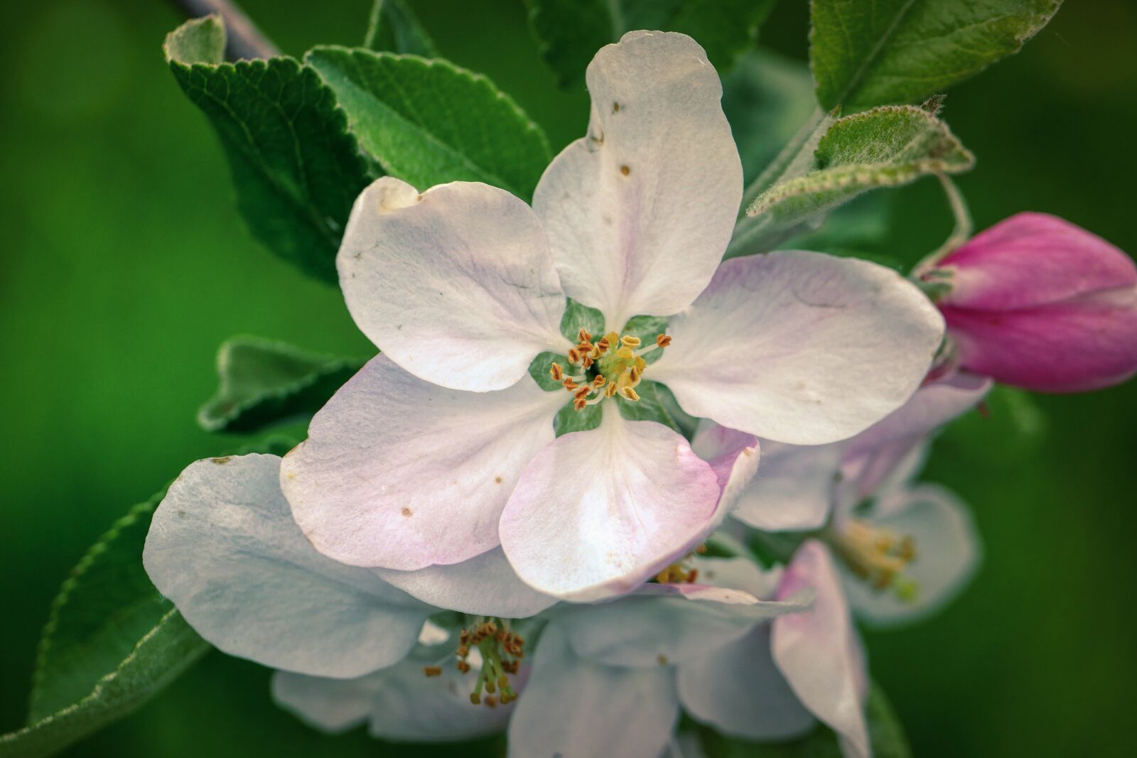 Panasonic Lumix DMC-GX8 sample photo. Apple blossom, blossom, bloom photography